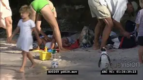 African Penguins at Boulders Beach, with beachgoers and bathers