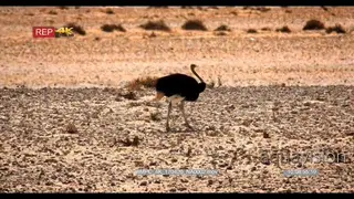 Male ostrich searches for food off the bare desert sand with the heat haze in the.