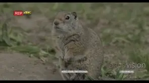 Uinta ground squirrel standing and looking around GENERAL BEHAVIOR