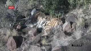 Tiger carcass found after being poached