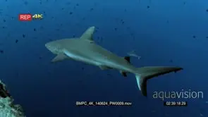 Two Grey Reef Sharks, glide in the blue sea through a large school of Redtooth Triggerfish