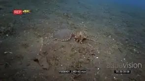 Slow motion shot of a Mimic octopus, Octopus sp19.