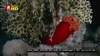 A Close Up of a large red Spanish Dancer, Hexabranchus sanguineus hunting for food at.