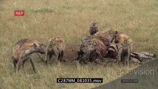 Spotted Hyena clan walking around feeding on zebra carcass White-backed vultures looking.