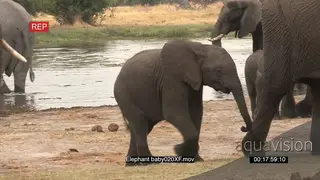 Elephant calf walking next to mother and the rest of the herd at the river drinking water.
