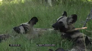 African Wild Dog pack resting play fighting grooming and biting one another GENERAL.
