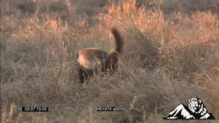 Honey Badgers 2 walking around and scavenging looking for grabs inside tall dry grass