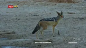 Black-backed jackal drinking at dawn with butterflies