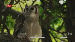 Eagle owl in tree with prey