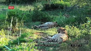 Cheetahs brothers resting in bushveld looking around LS