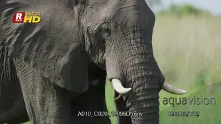 African Elephant Medium Close Up walking, feeding on grass and flapping ears to cool off.
