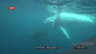 Humpback Whales swimming underwater in ocean and coming out of the blue near a diver MLS.
