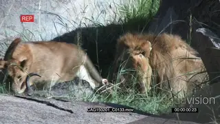 African Lion feeding on a kill on bushveld then walking away with it and Lioness passing.