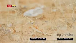 Medium shot of ground agama