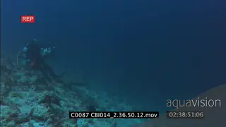 Blactip reef sharks and whitetip reef sharks swimming around near reef WS