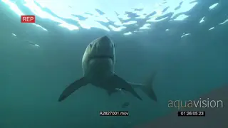 Great White Shark gently swimming underwater in ocean passing by school of Strepies and.