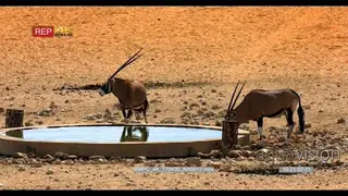 Two gemsbok at Garub desert drinking water at the waterhole
