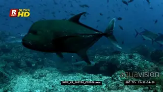 Giant trevally, bluefin trevally and whitetip reef shak swim past the camera