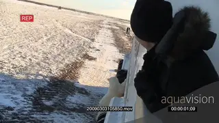 Tourists looking out windows at Polar bear investigating standing against tour bus