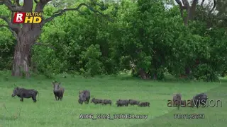 Warthog family, walking, grazing on grass and looking towards the camera.