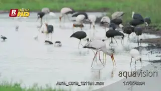 Flock of birds sitting on top of water, foraging on aquatic insects and feeding on them.
