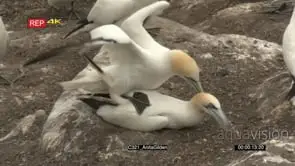 Northern Gannet mating in colony breeding area