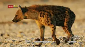 Spotted hyena walks through a dry rocky landscape