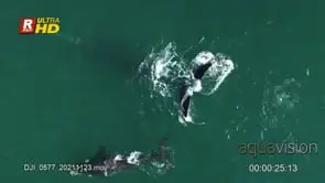 Adult female Southern right whale and her young swimming and lob tailing, AERIAL;…