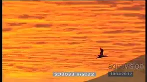 Silhouette Sea bird Cape gannet flying across ocean orange BG light