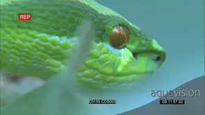 Green pitviper in tree hunting, looking for prey, CU of face