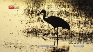 Silhouette of a Sandhill Cranes walking in water and foraging during dusk. MWS.
