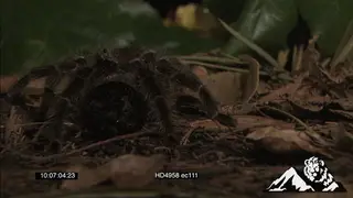Goliath Bird-eating Spider in a forest