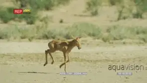 Red hartebeest foal standing and starts running