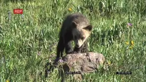 GRIZZLY BROWN BEAR Walking with cubs while feeding on plants