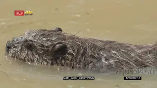 Beaver swimming and turning in river MS