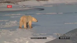 Polar bear patrolling hunting over frozen lake