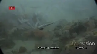 School of Chokka Squids swimming and moving underwater in ocean on coral reef over Sea.