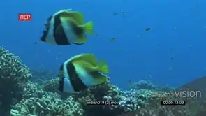 Masked Bannerfish swimming on coral reef passing camera and school of Yellowtail…