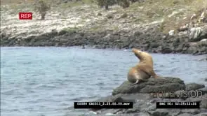 Galapagos sea lions on rock and playing in the water