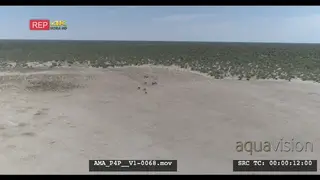 Aerial Drone Wildebeest herd standing in the distant bushveld salt-pan