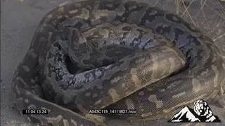 African Rock Python Constricting and killing a mouse to feed on HA MCU
