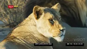 Close up shot of lioness resting and yawning next to male lion
