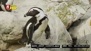 African Penguin standing and resting.