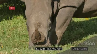 White rhino grazing on a grassland GREEN WS