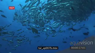 Hawksbill Sea Turtle swimming in schools of Giant Kingfish and Black Triggerfishes WS UW