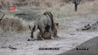 Lions mating MCU