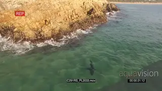 Great white shark hunting along coastline