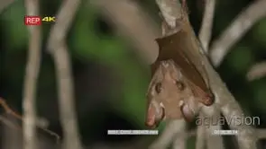 Wahlberg's fruit bat hanging in tree