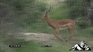 Impala antelope herd running fast, stotting, jumping, could be chased by predator