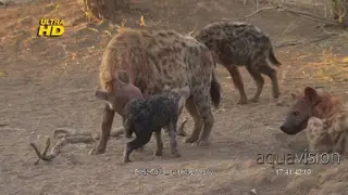 A social greeting interaction between an adult bloody female Spotted Hyena and a young.